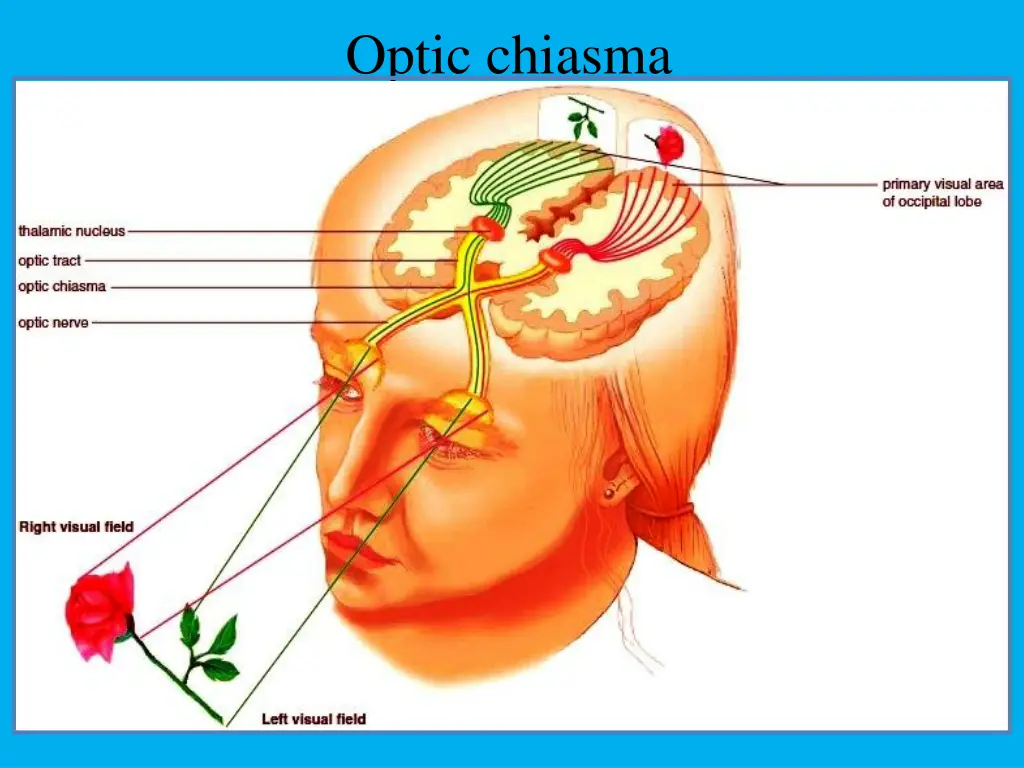 optic chiasma