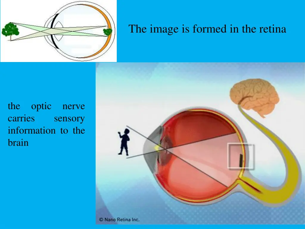 the image is formed in the retina