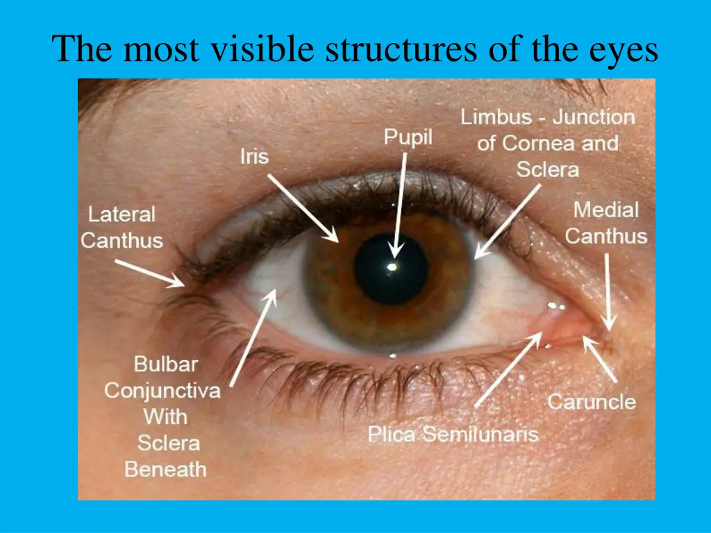 the most visible structures of the eyes