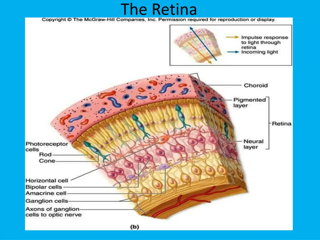 the retina