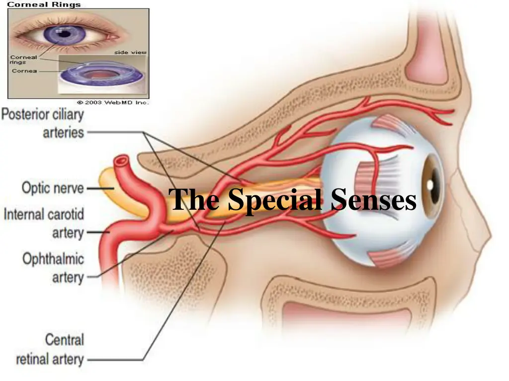 the special senses