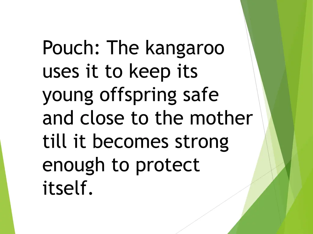 pouch the kangaroo uses it to keep its young