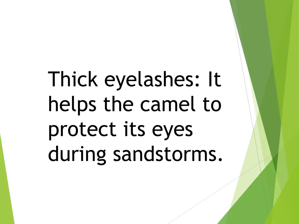 thick eyelashes it helps the camel to protect