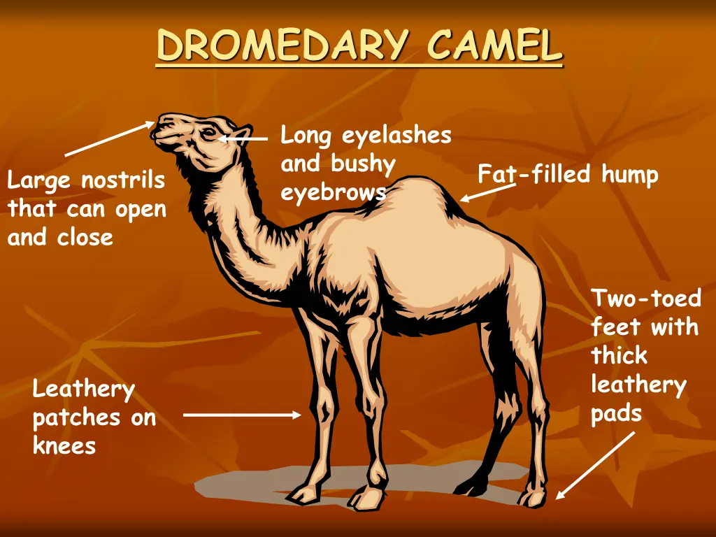 dromedary camel