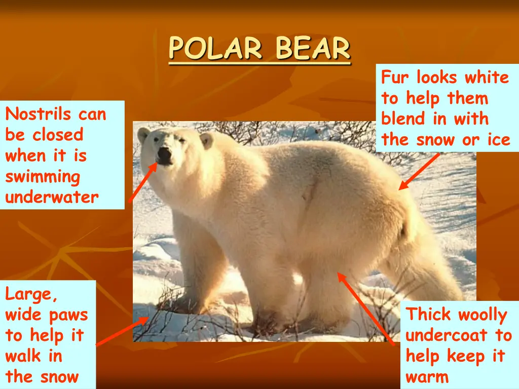 polar bear