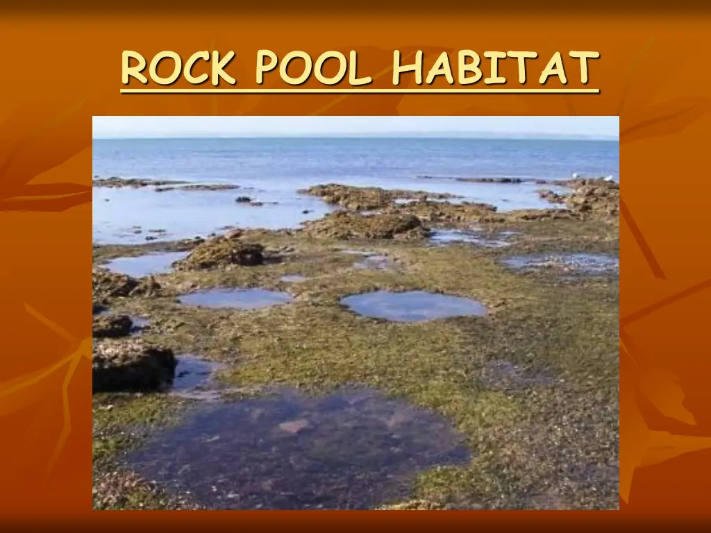 rock pool habitat