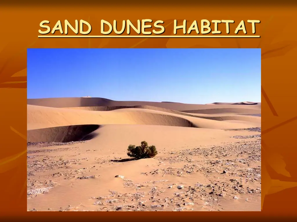 sand dunes habitat