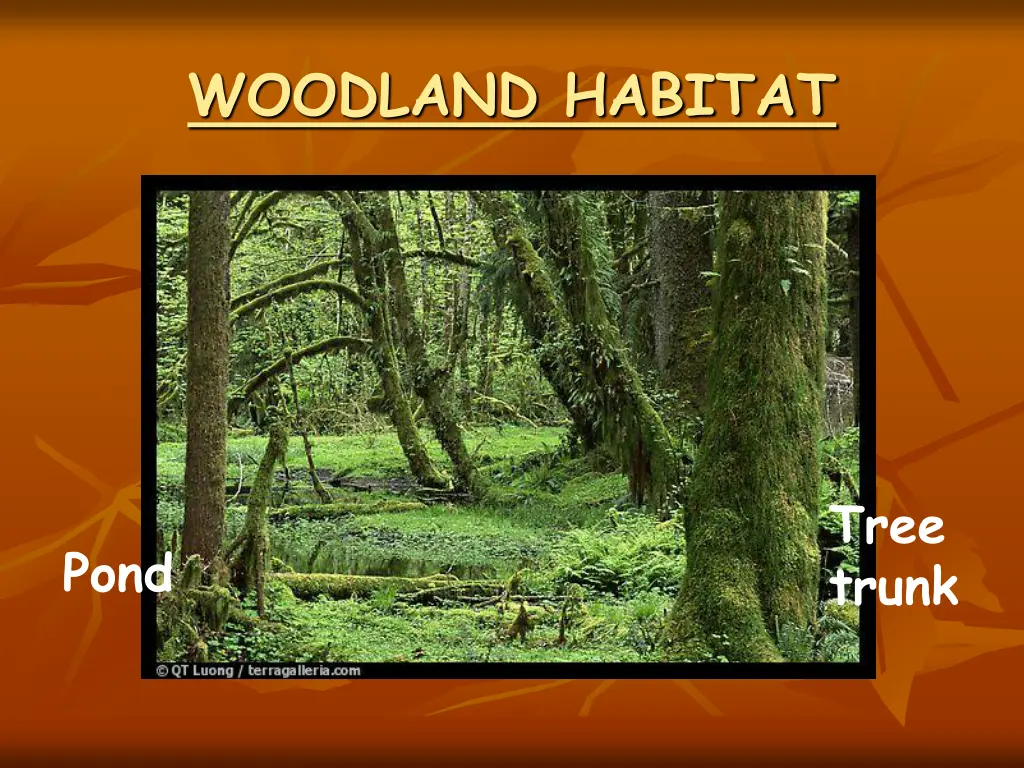 woodland habitat