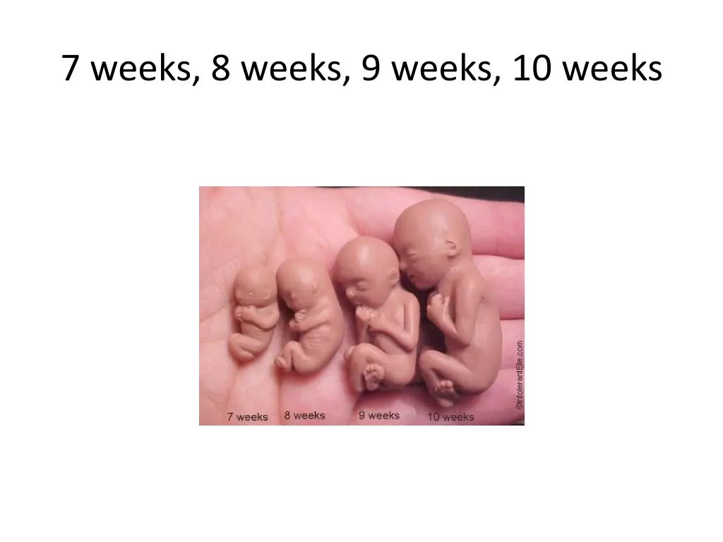 7 weeks 8 weeks 9 weeks 10 weeks