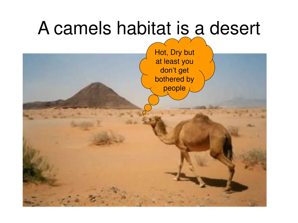 a camels habitat is a desert