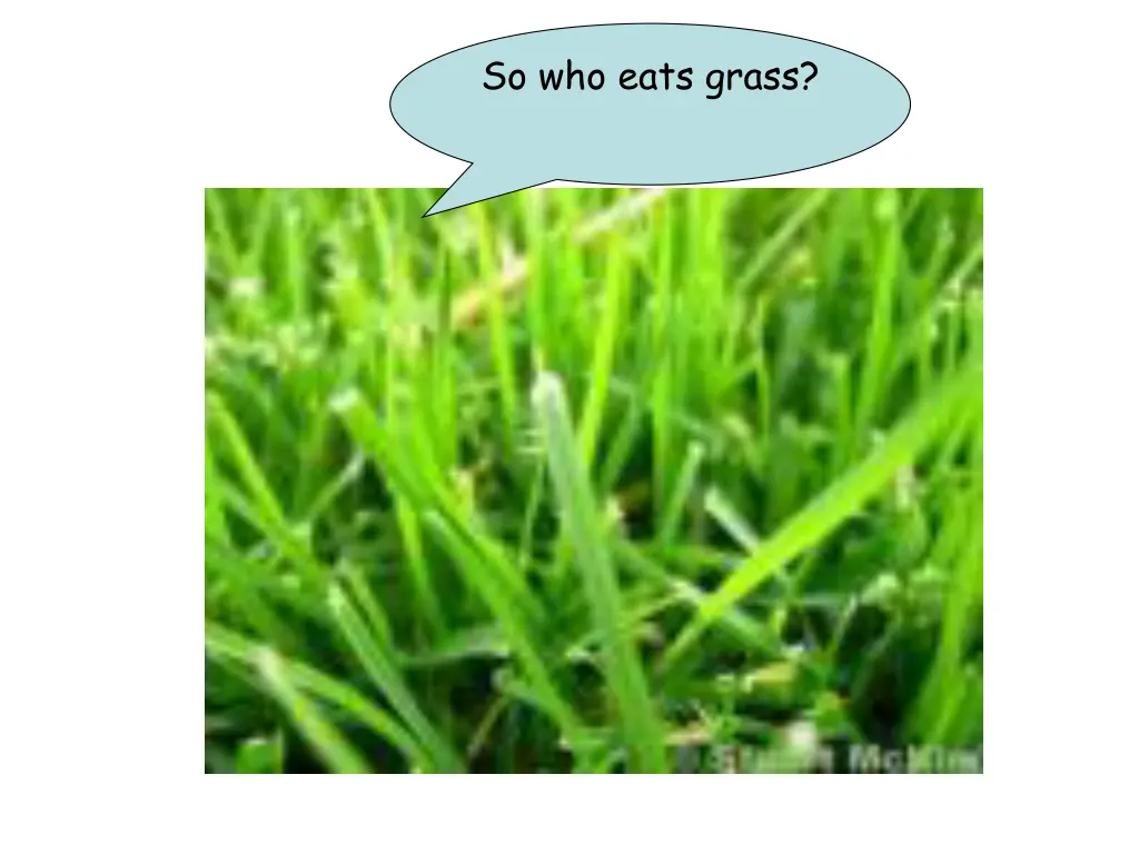 so who eats grass