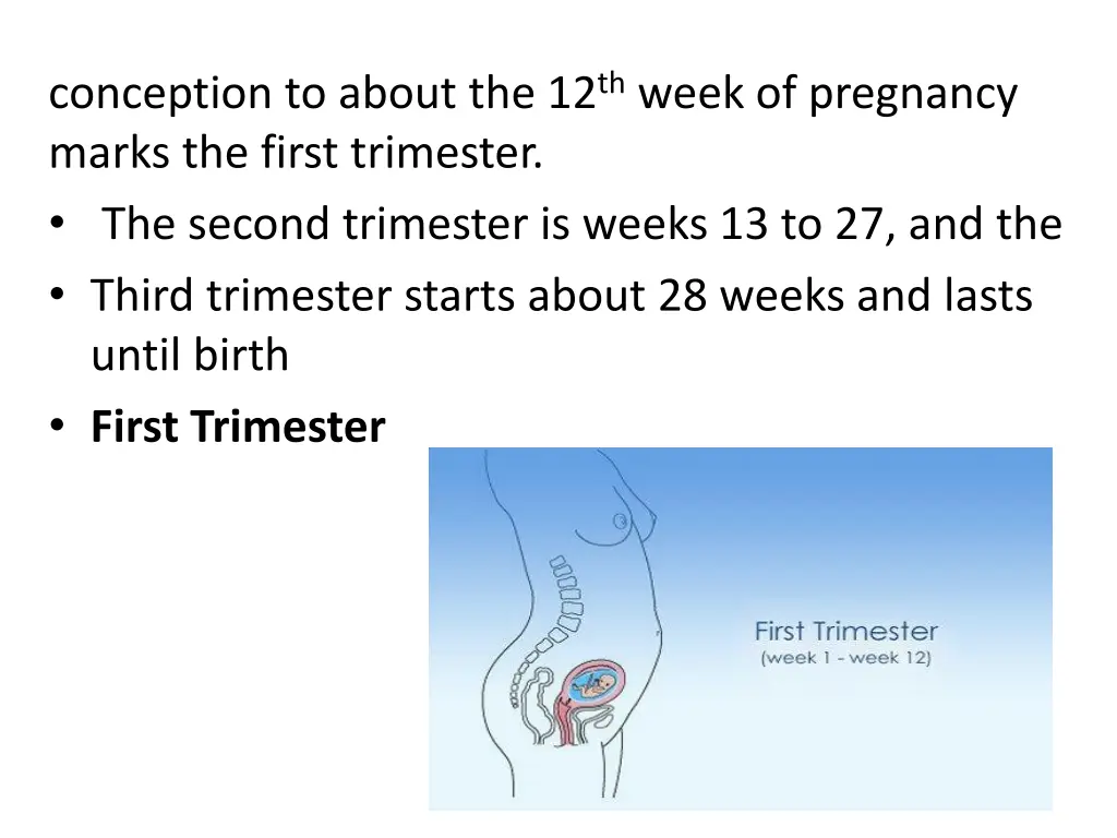 conception to about the 12 th week of pregnancy