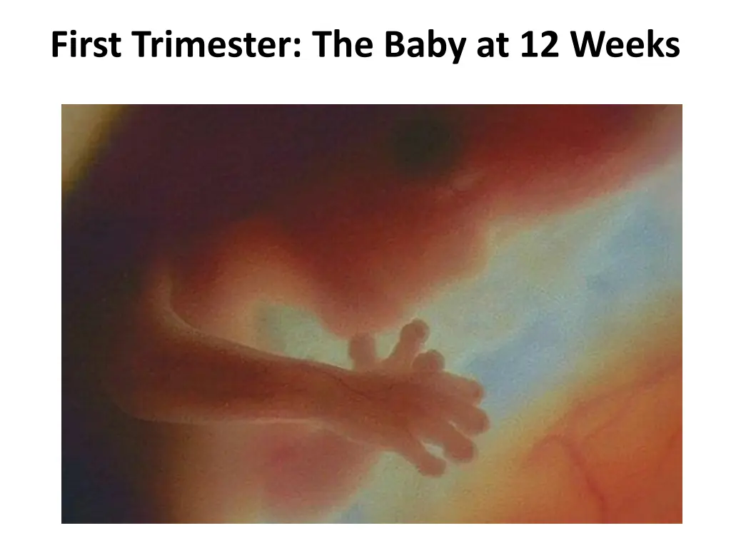 first trimester the baby at 12 weeks