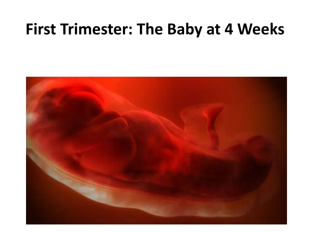 first trimester the baby at 4 weeks