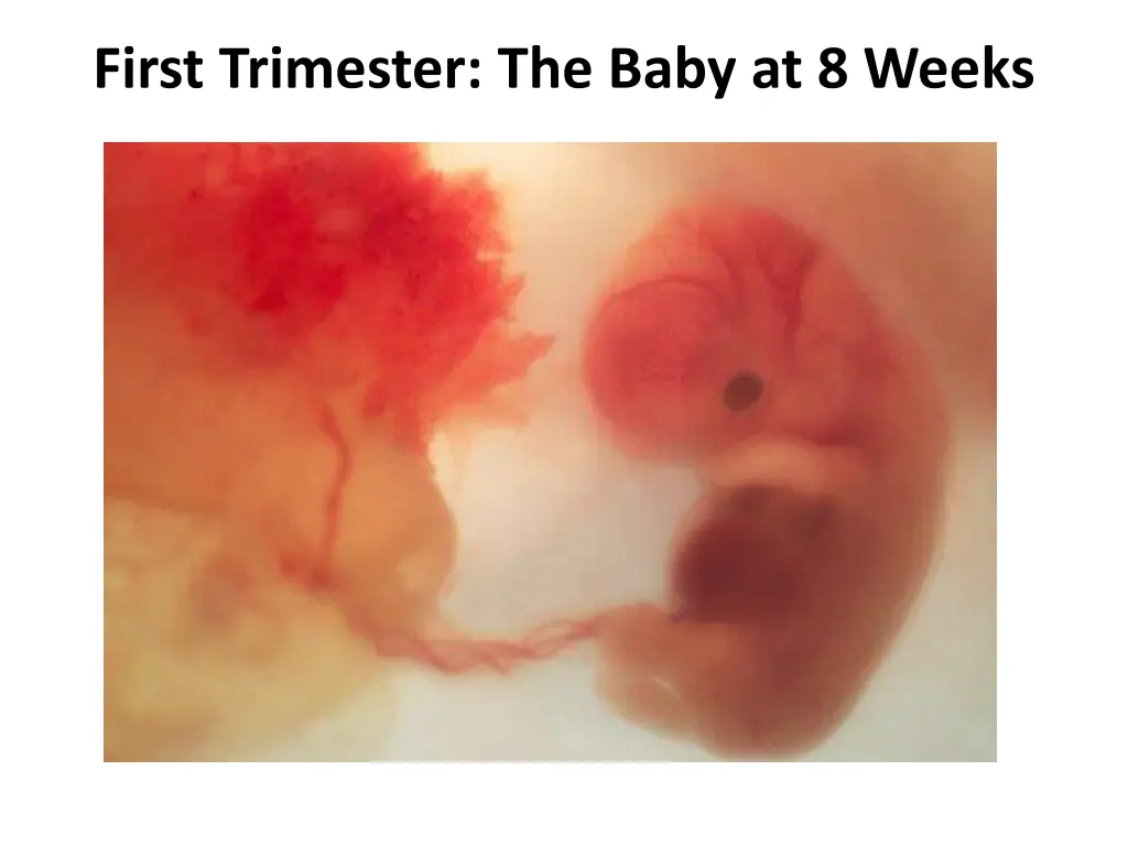 first trimester the baby at 8 weeks