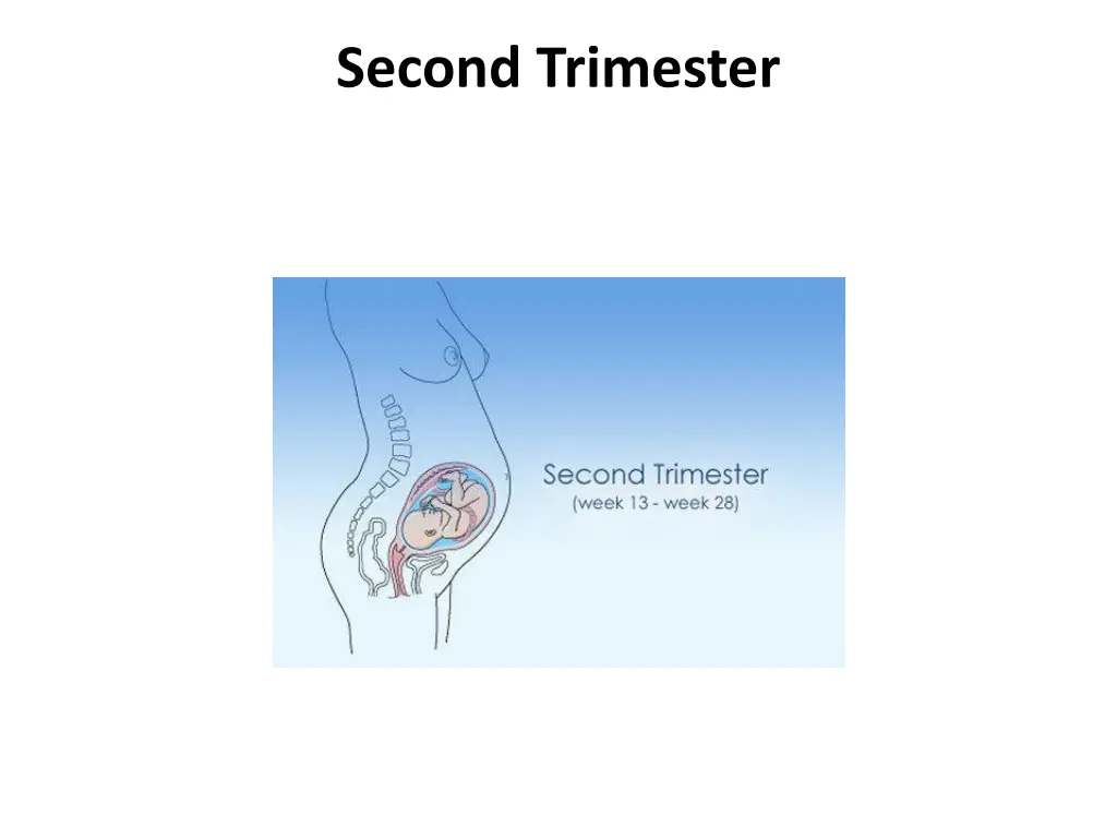 second trimester