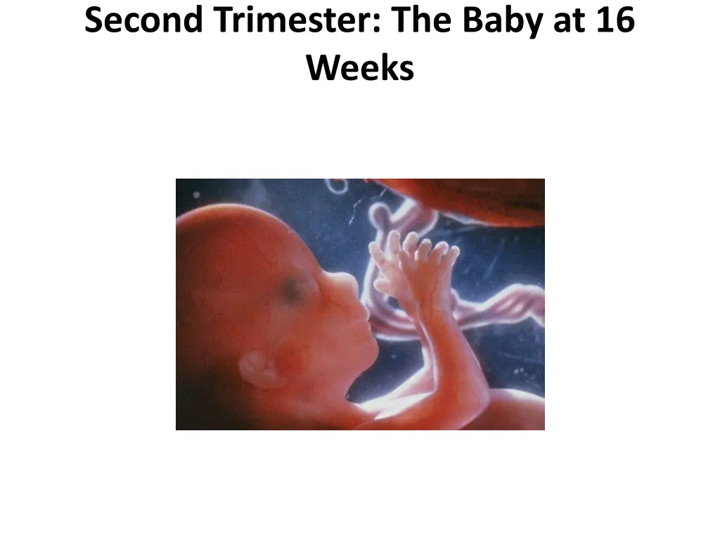 second trimester the baby at 16 weeks