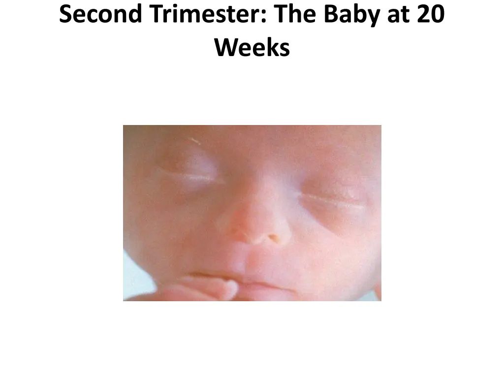 second trimester the baby at 20 weeks