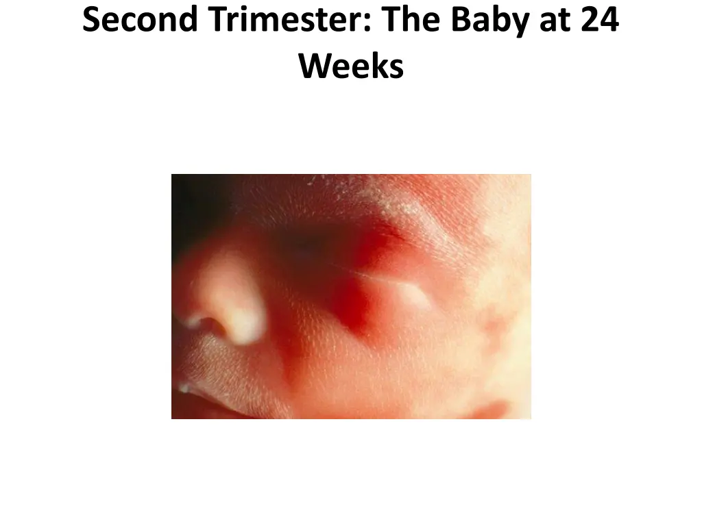 second trimester the baby at 24 weeks