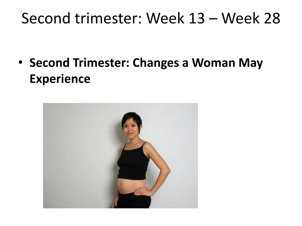 second trimester week 13 week 28