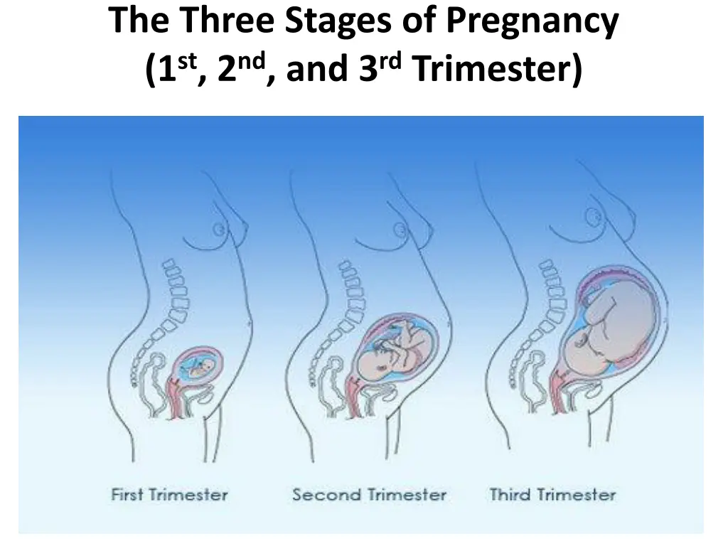 the three stages of pregnancy