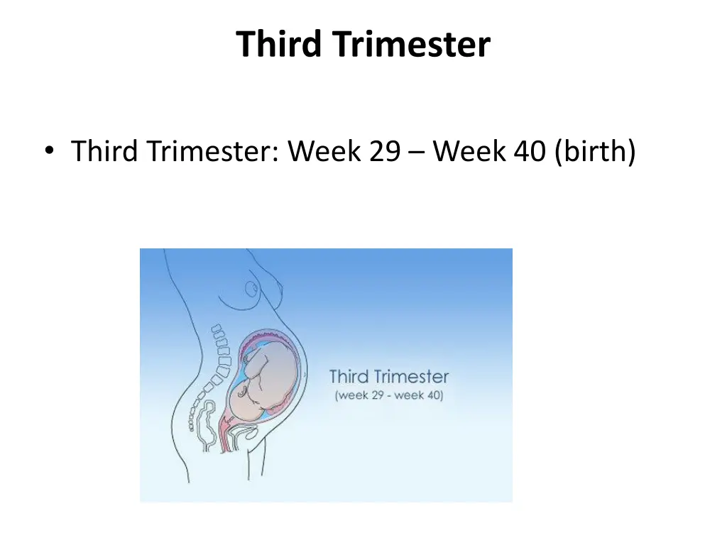 third trimester