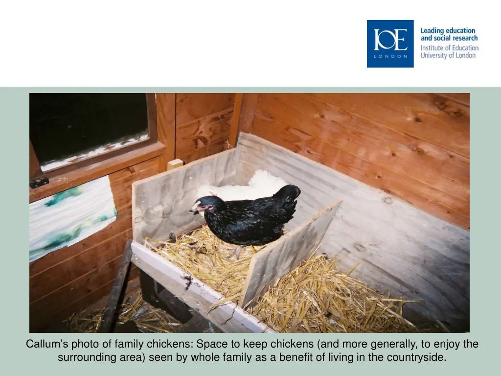 callum s photo of family chickens space to keep