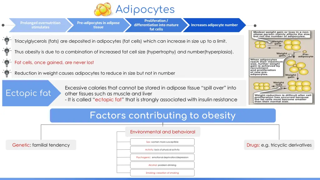 adipocytes