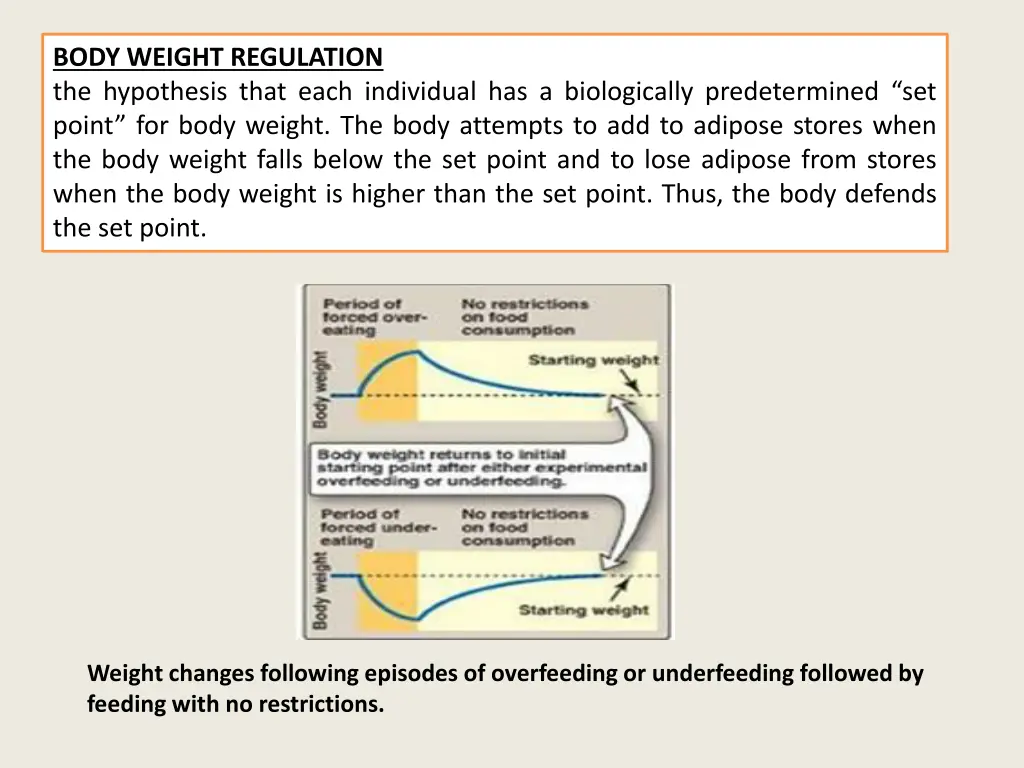 body weight regulation the hypothesis that each