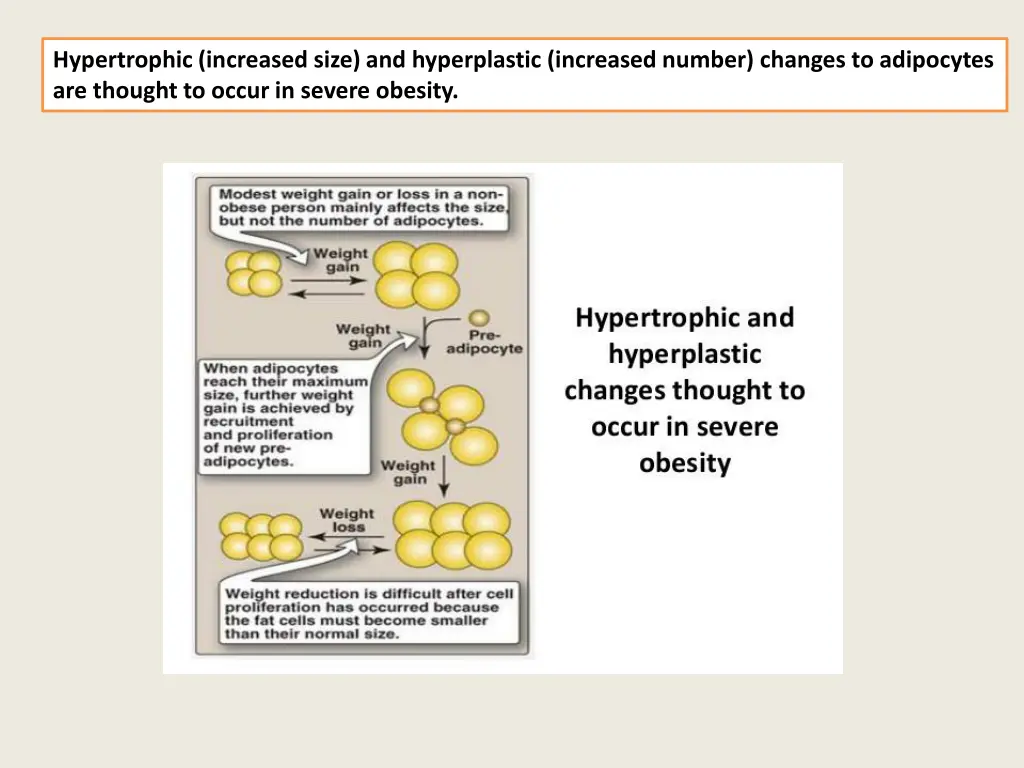 hypertrophic increased size and hyperplastic