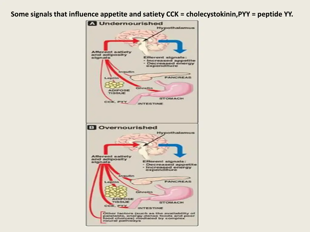 some signals that influence appetite and satiety