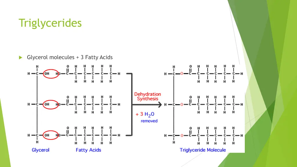 triglycerides