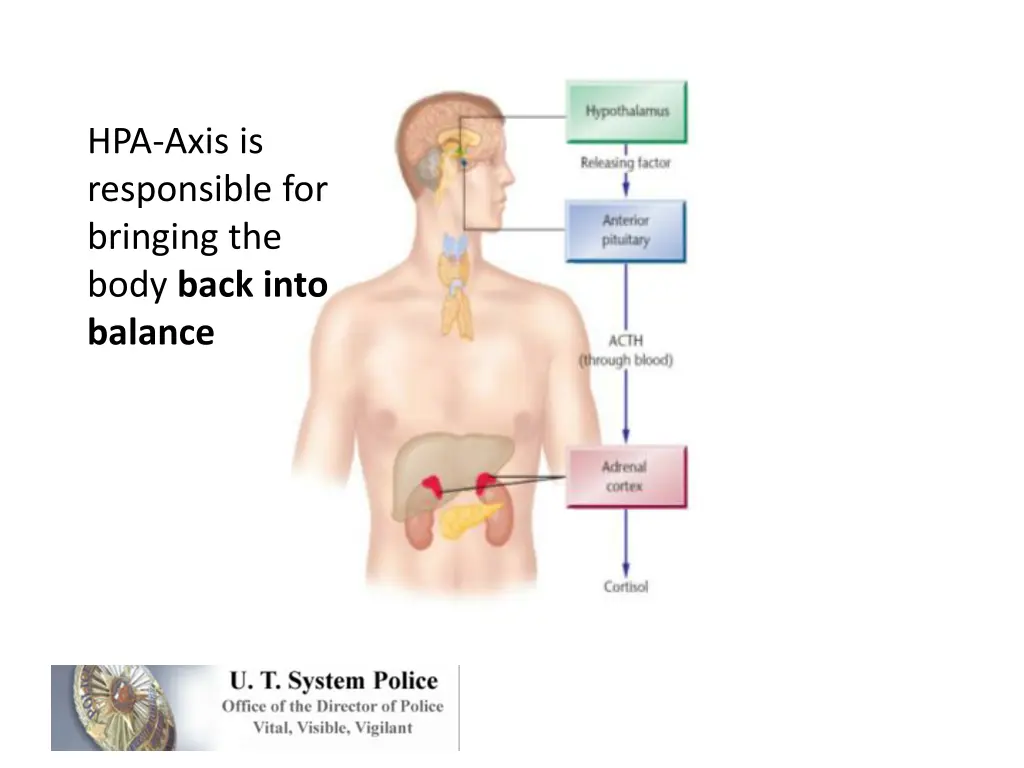 hpa axis is responsible for bringing the body