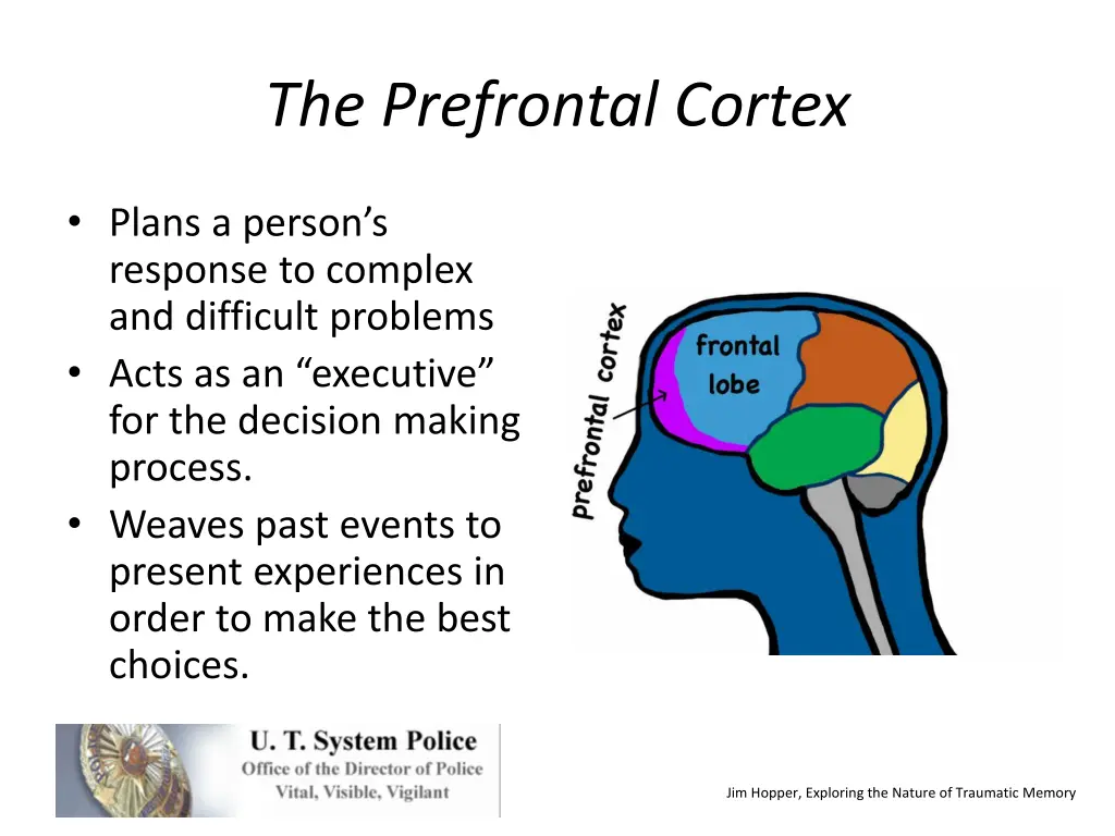 the prefrontal cortex