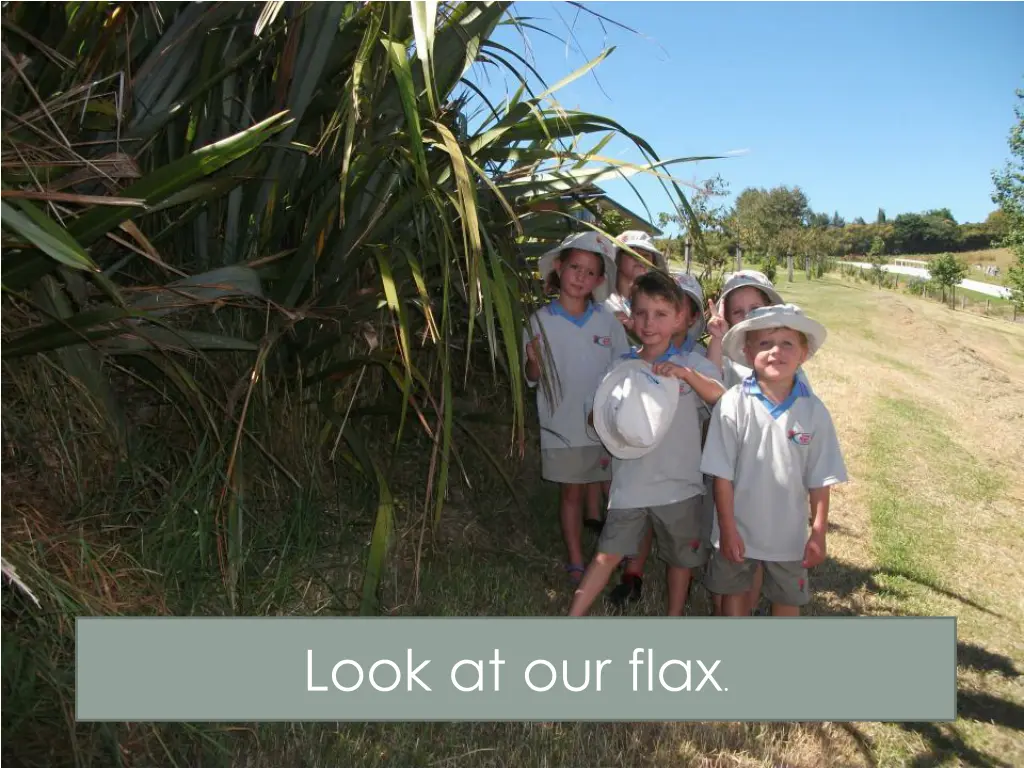 look at our flax