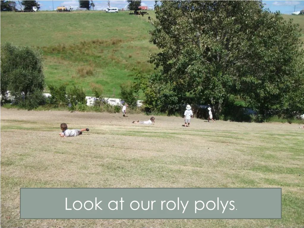 look at our roly polys