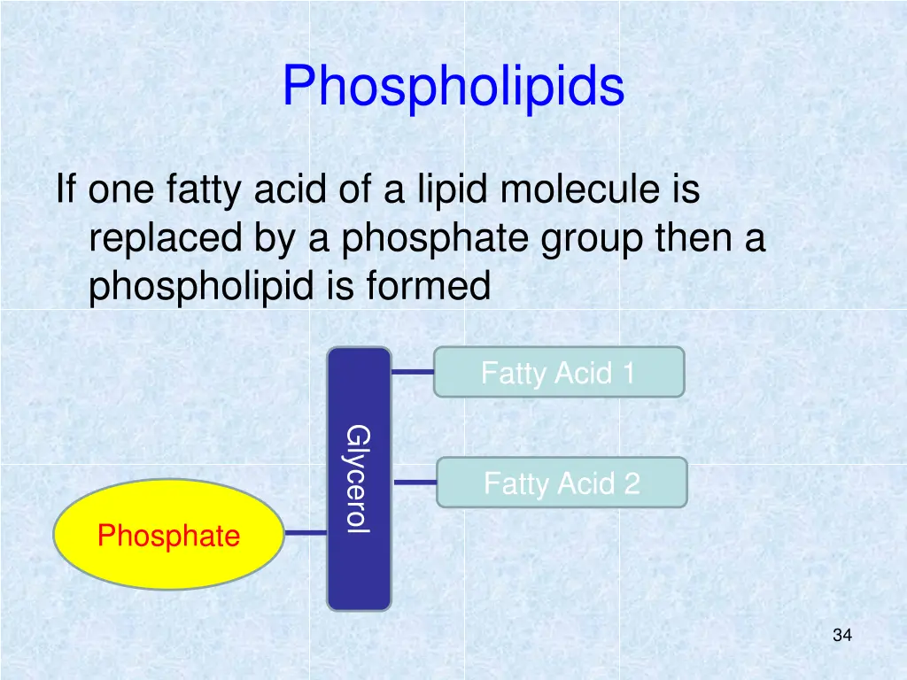 phospholipids