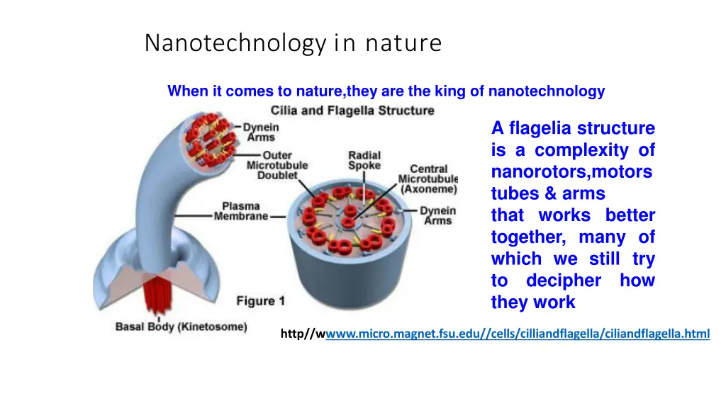 nanotechnology in nature