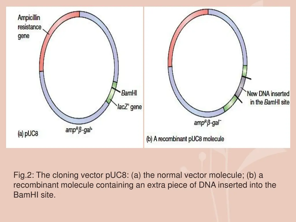 fig 2 the cloning vector puc8 a the normal vector