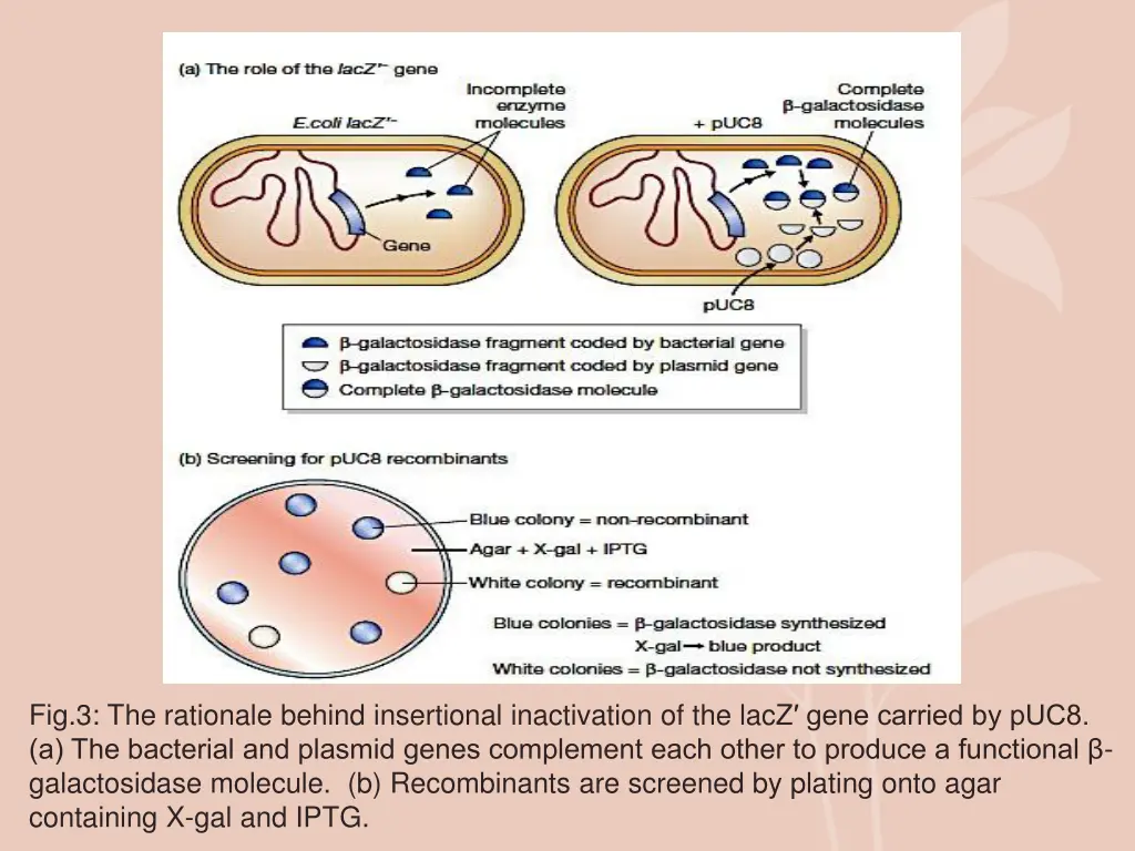 fig 3 the rationale behind insertional