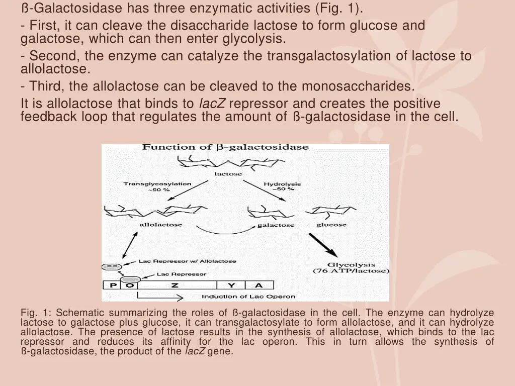 galactosidase has three enzymatic activities