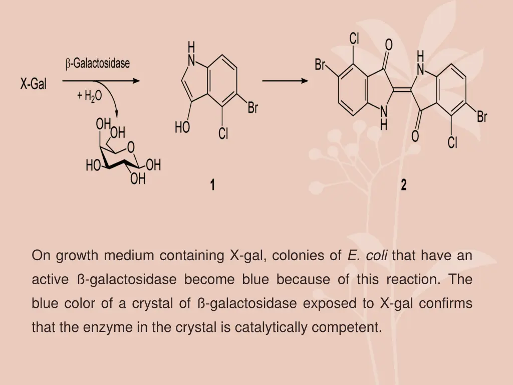 on growth medium containing x gal colonies