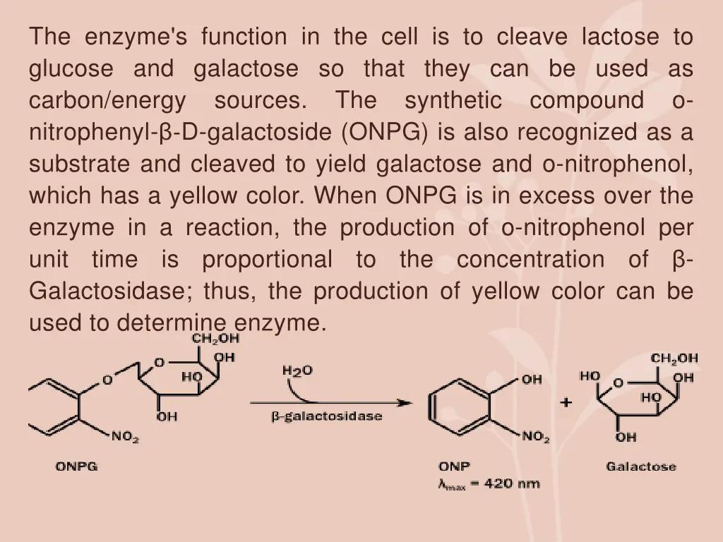 the enzyme s function in the cell is to cleave