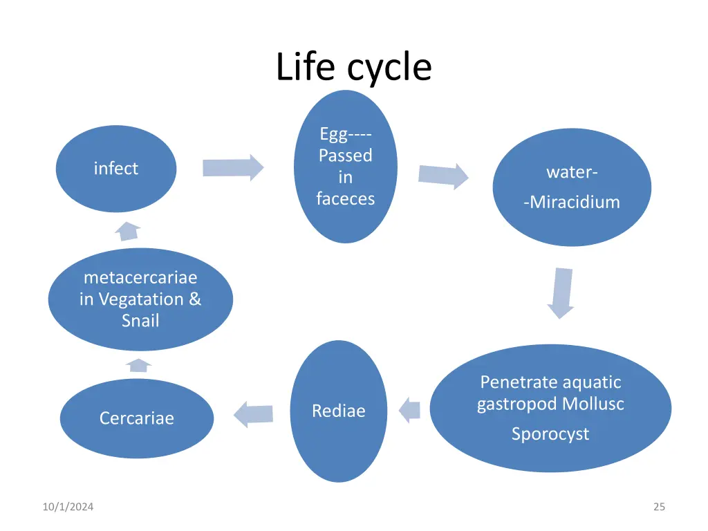 life cycle 1