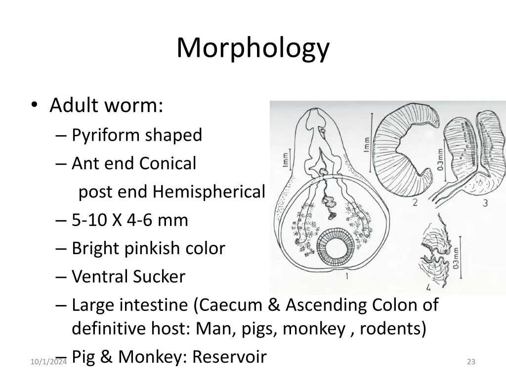 morphology 2