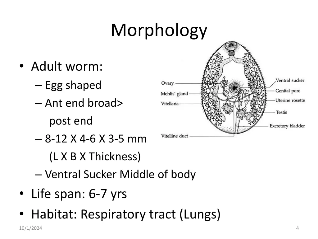 morphology