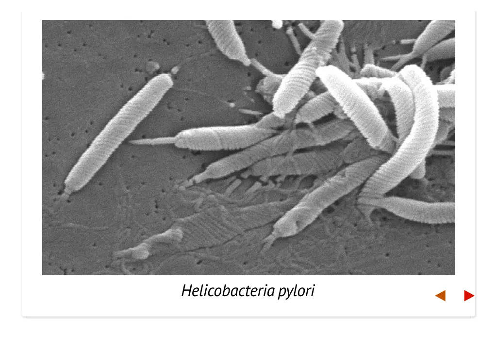 helicobacteriapylori