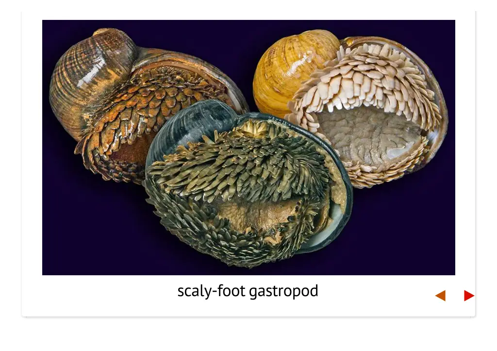 scaly footgastropod