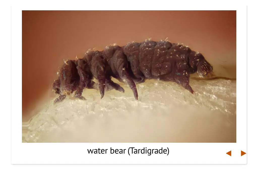 water bear tardigrade