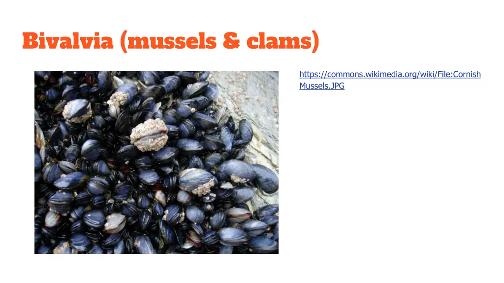 bivalvia mussels clams